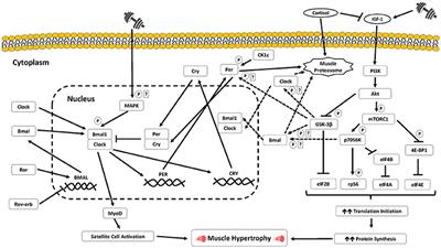 Anabolic Heterogeneity Following Resistance Training: A Role for Circadian Rhythm?